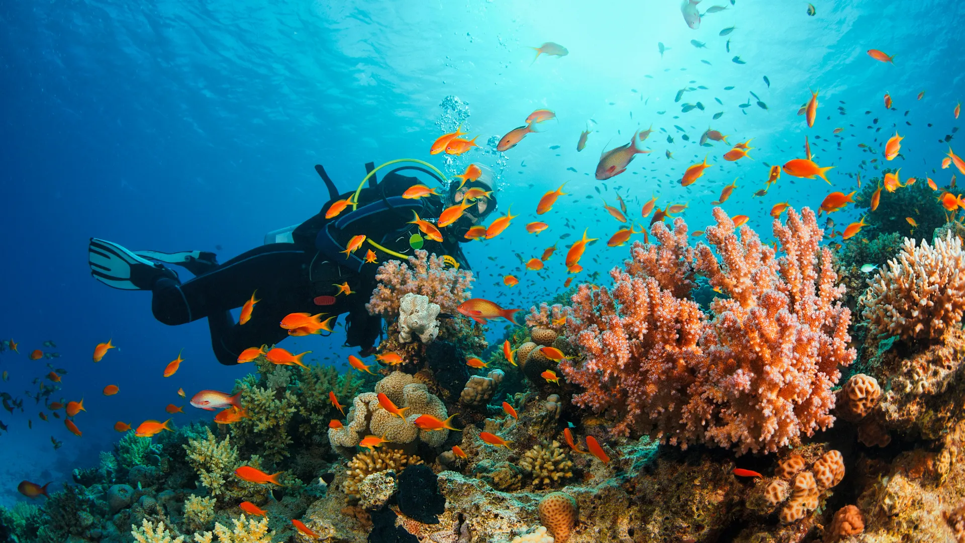 Buceo